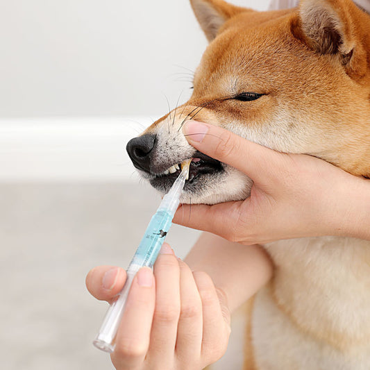 Repairing Kit For Teeth Cleaning