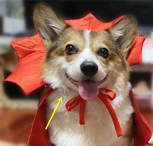 Halloween Pet Costume Halloween Cape